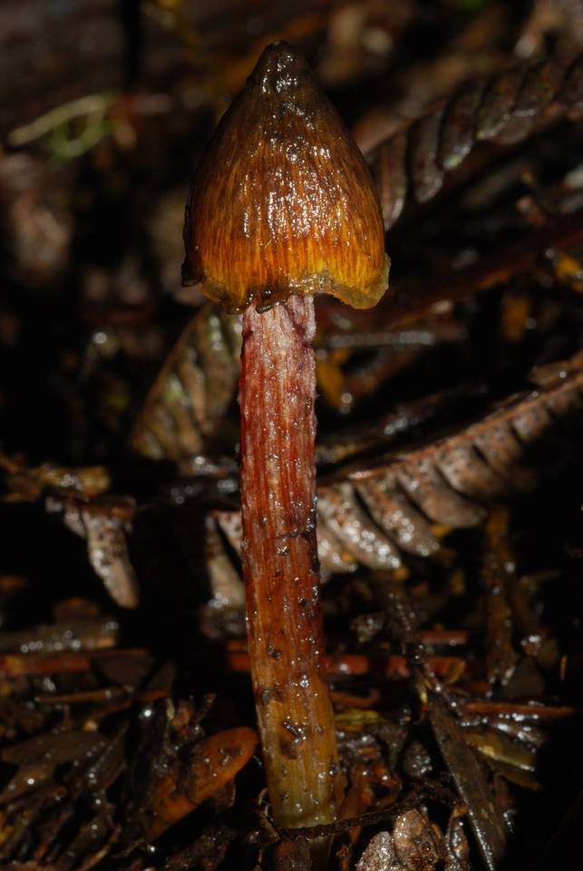Bertrandia astatogala image