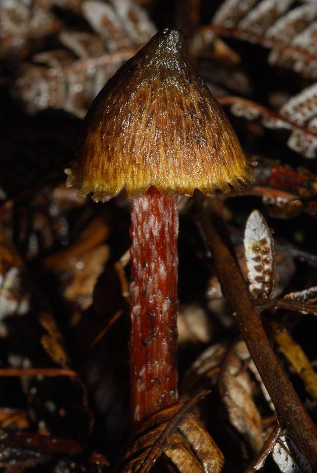 Bertrandia astatogala image