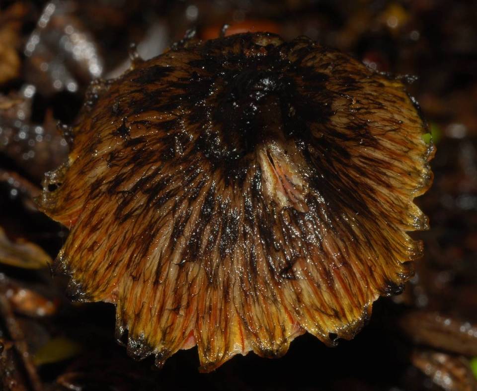 Bertrandia astatogala image
