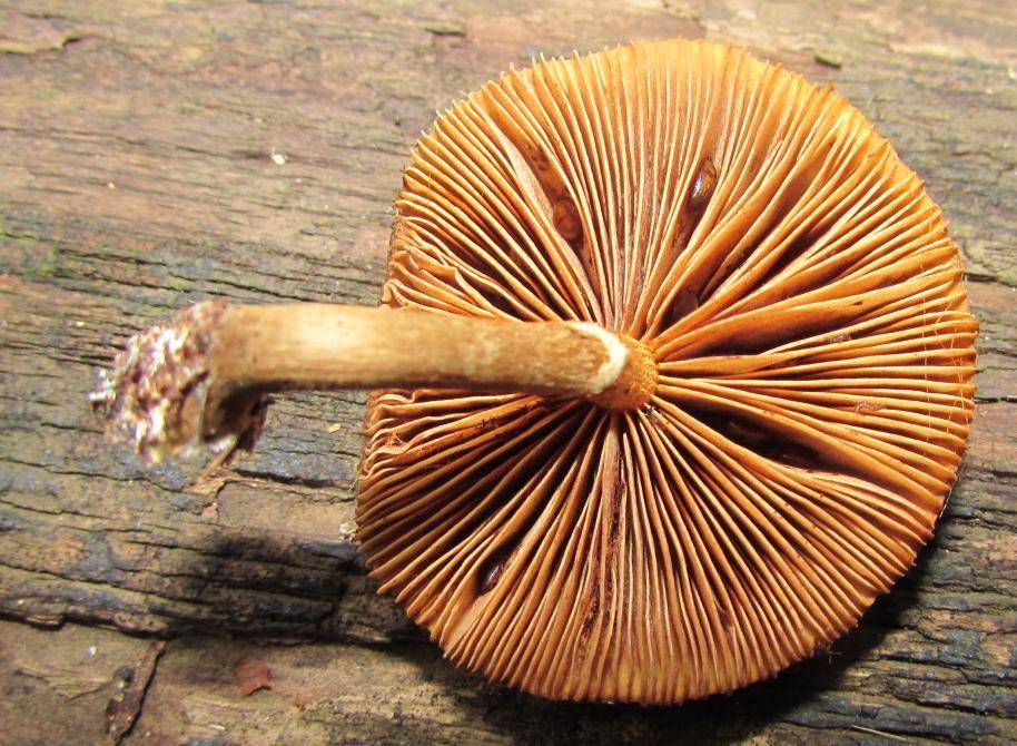 Gymnopilus fulvosquamulosus image