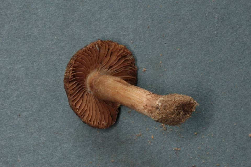 Inocybe taxocystis image