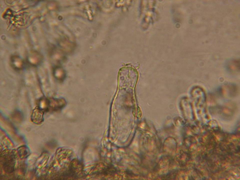 Inocybe taxocystis image