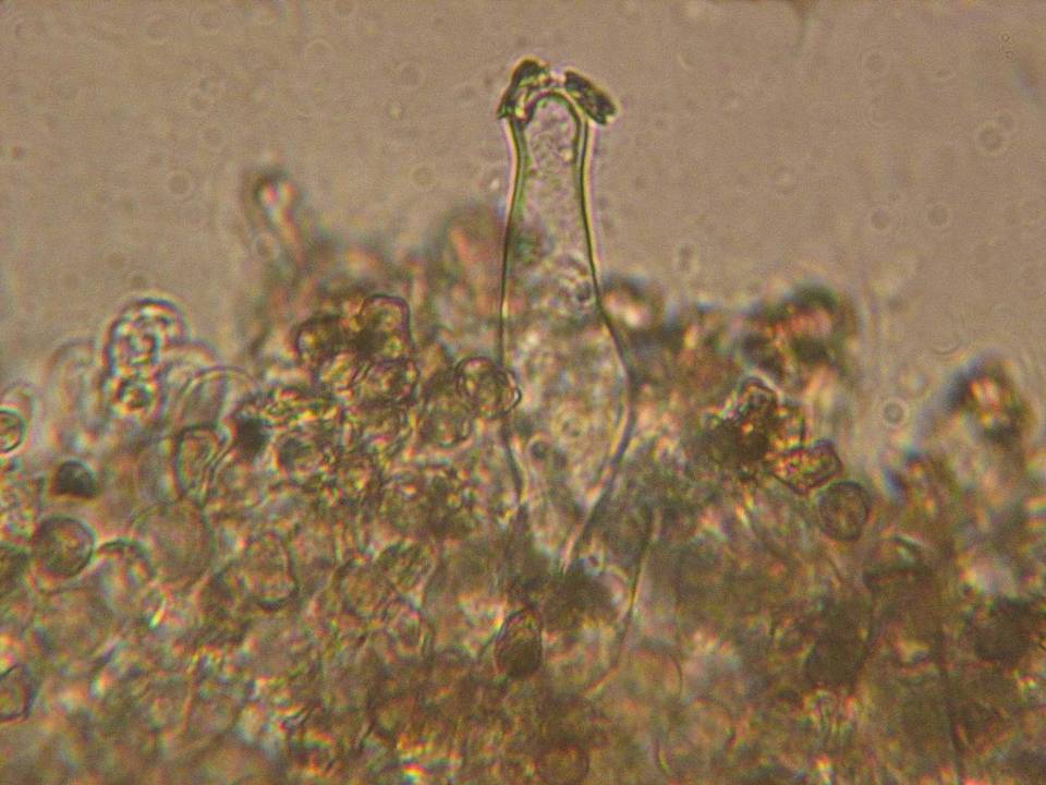 Inocybe taxocystis image
