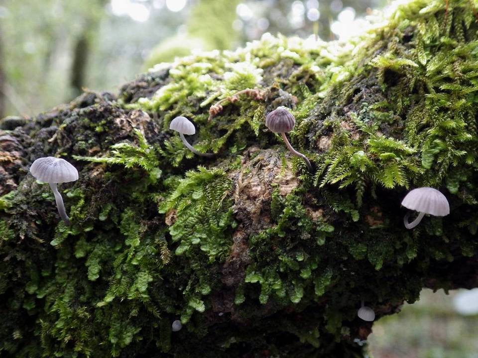 Mycena pseudocorticola image