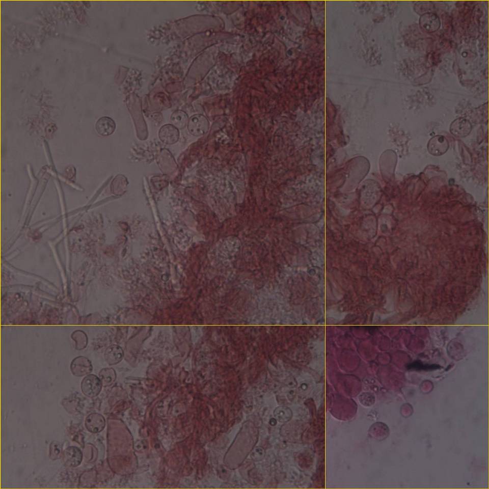 Mycena pseudocorticola image