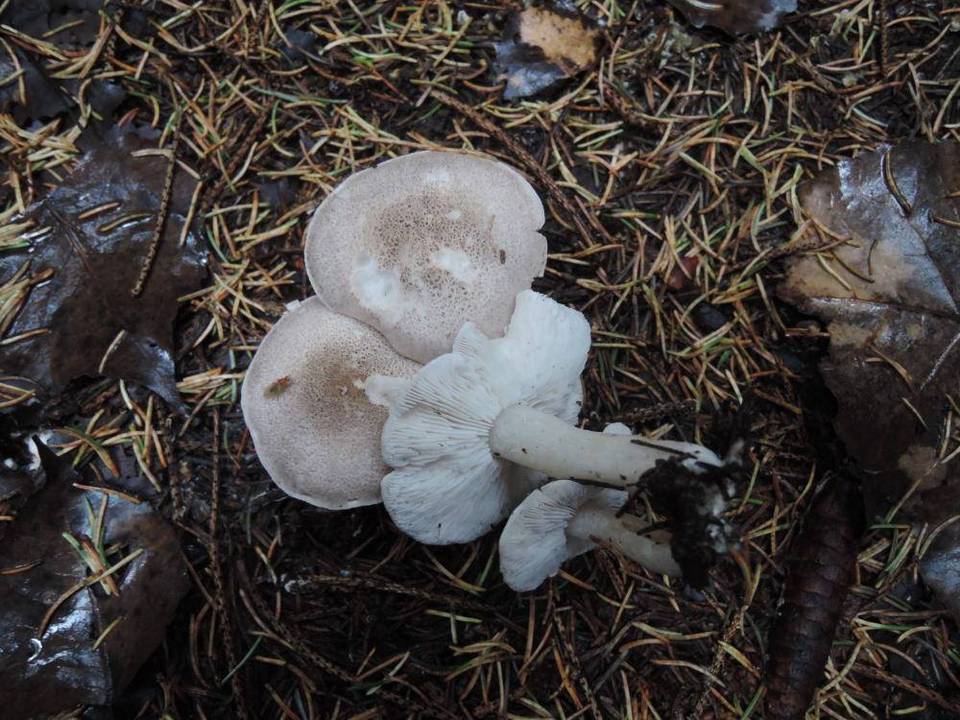 Tricholoma scalpturatum image