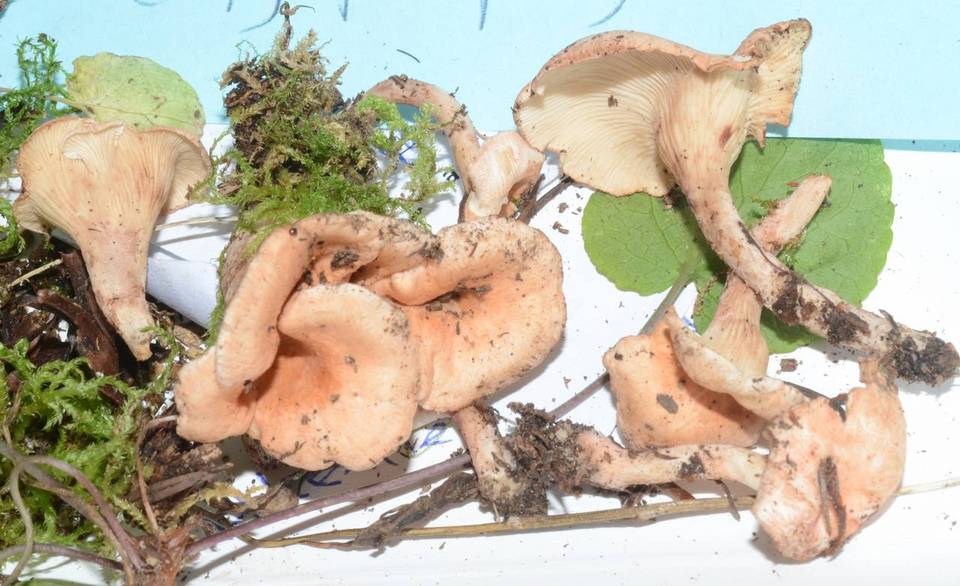 Aphroditeola olida image