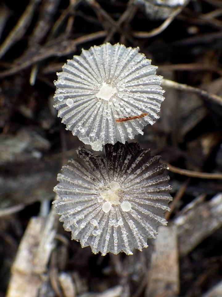 Coprinus candidatus image