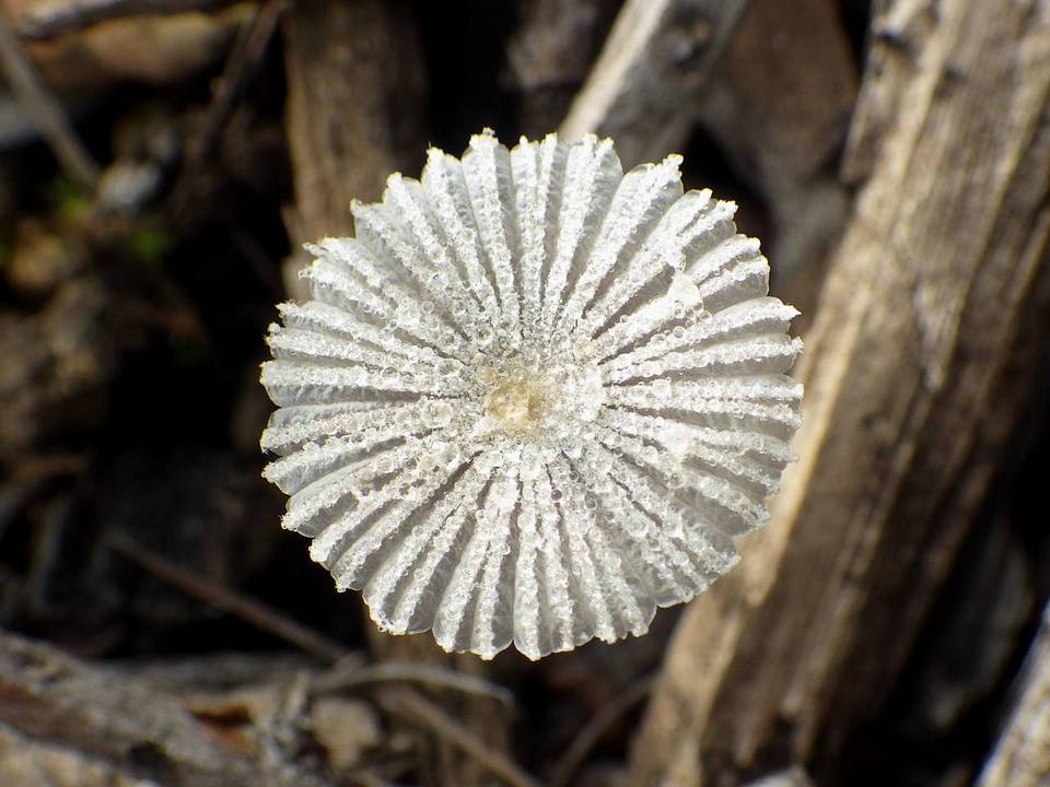 Coprinus candidatus image