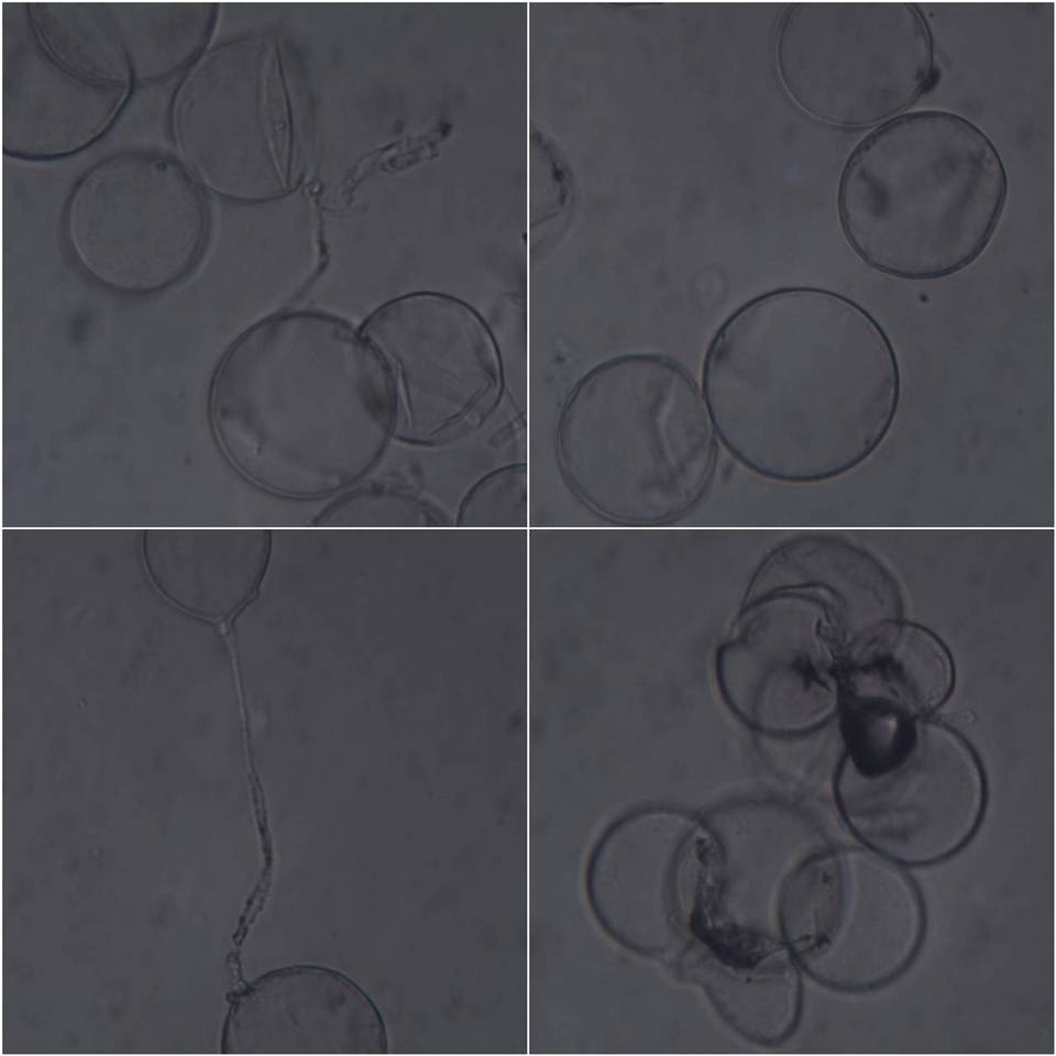 Coprinus candidatus image