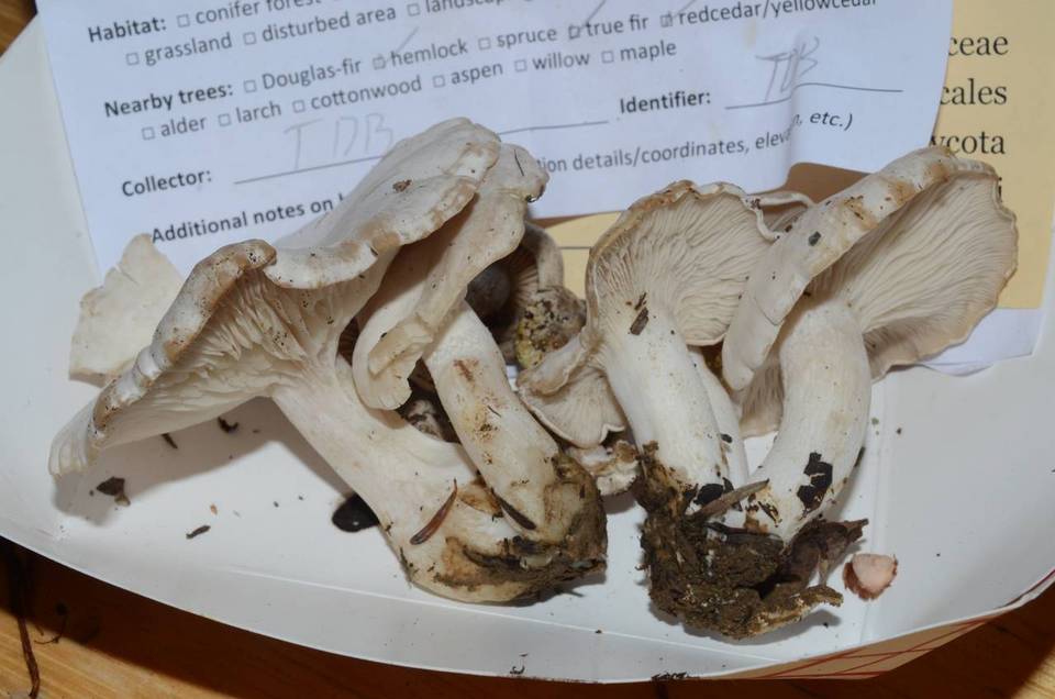 Clitocybe dilatata image