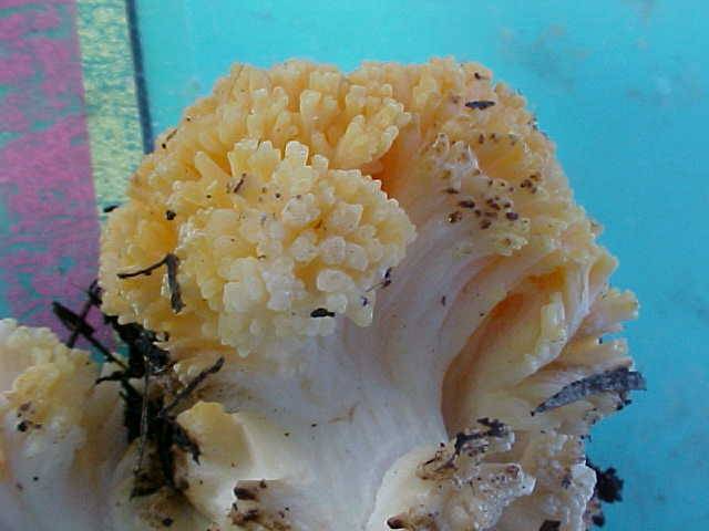 Ramaria velocimutans image