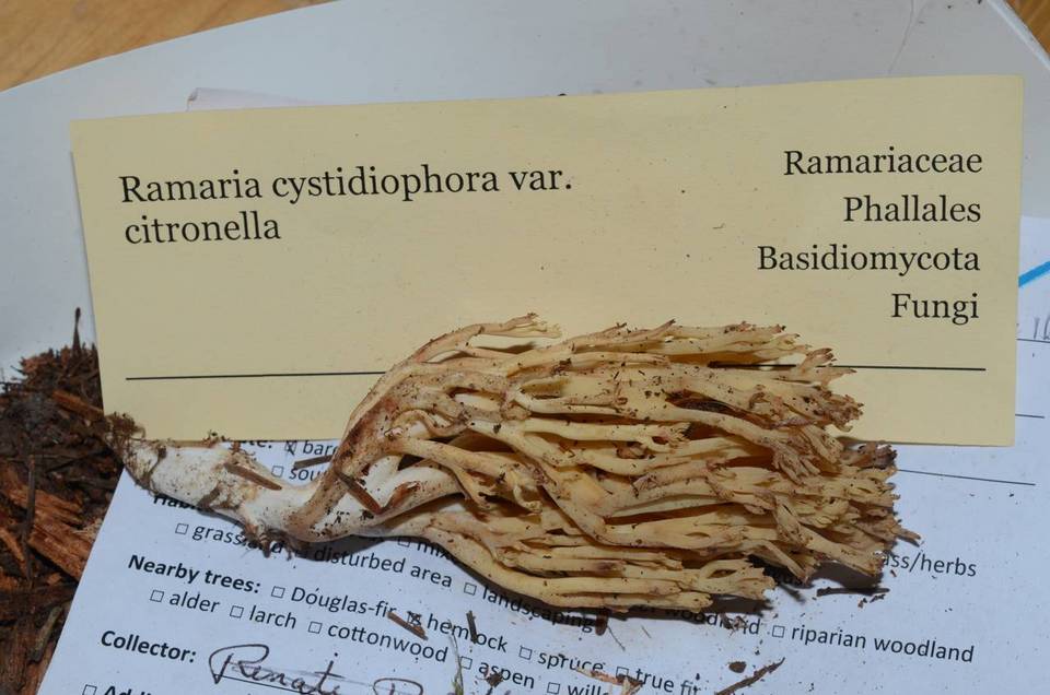 Ramaria cystidiophora image