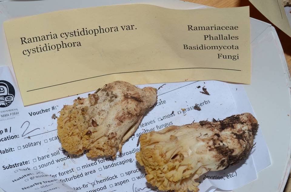 Ramaria cystidiophora image