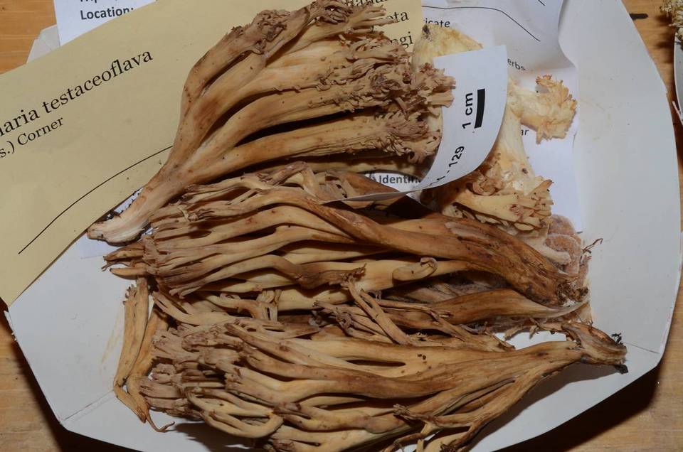 Ramaria testaceoflava image