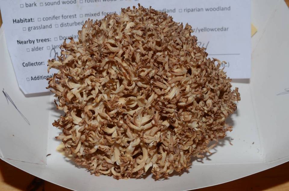 Ramaria subviolacea image