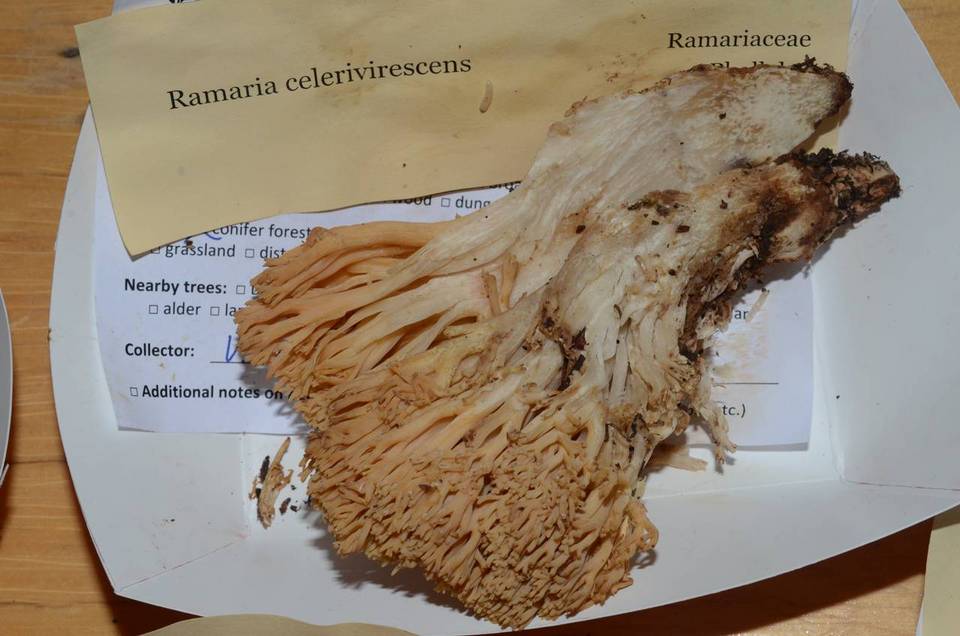 Ramaria celerivirescens image