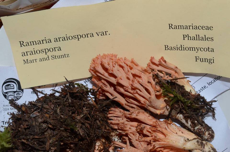 Ramaria araiospora var. araiospora image