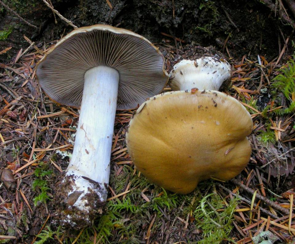 Cortinarius fulvo-ochrascens image
