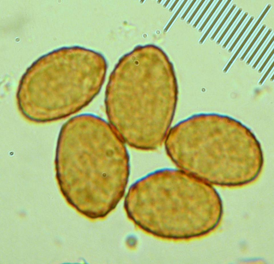 Cortinarius fulvo-ochrascens image