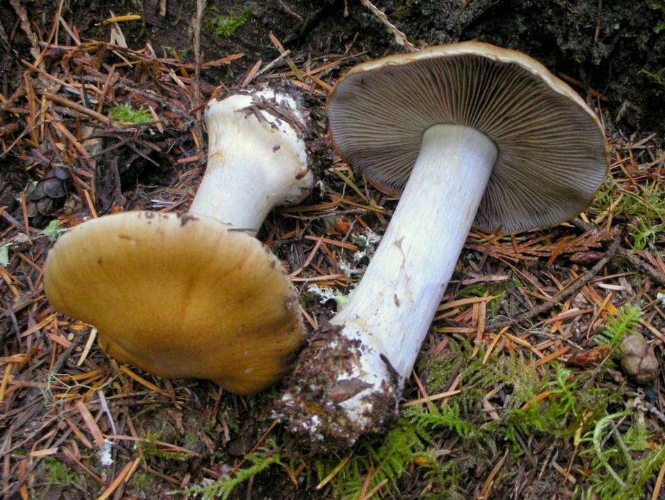 Cortinarius fulvo-ochrascens image