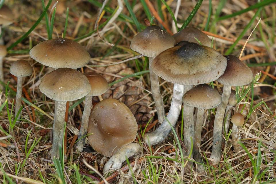 Psilocybe cyanofibrillosa image