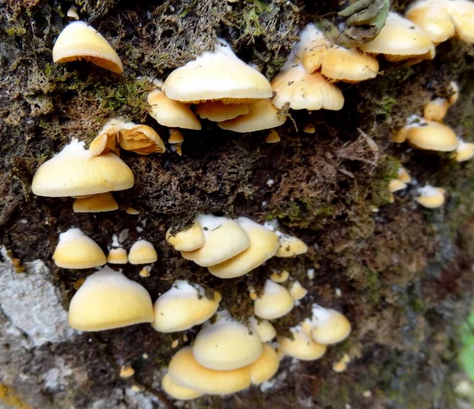 Crepidotus roseus image