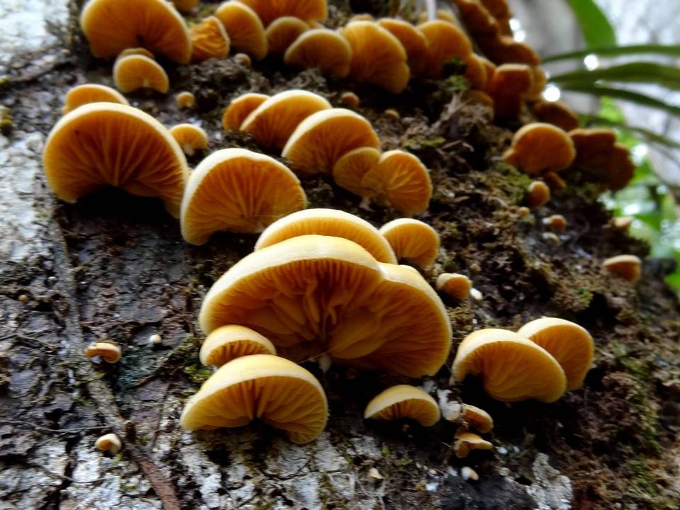 Crepidotus roseus image