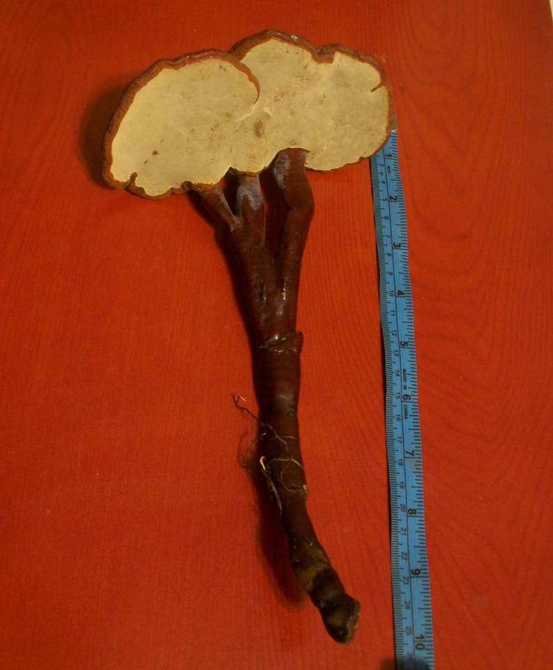 Ganoderma weberianum image