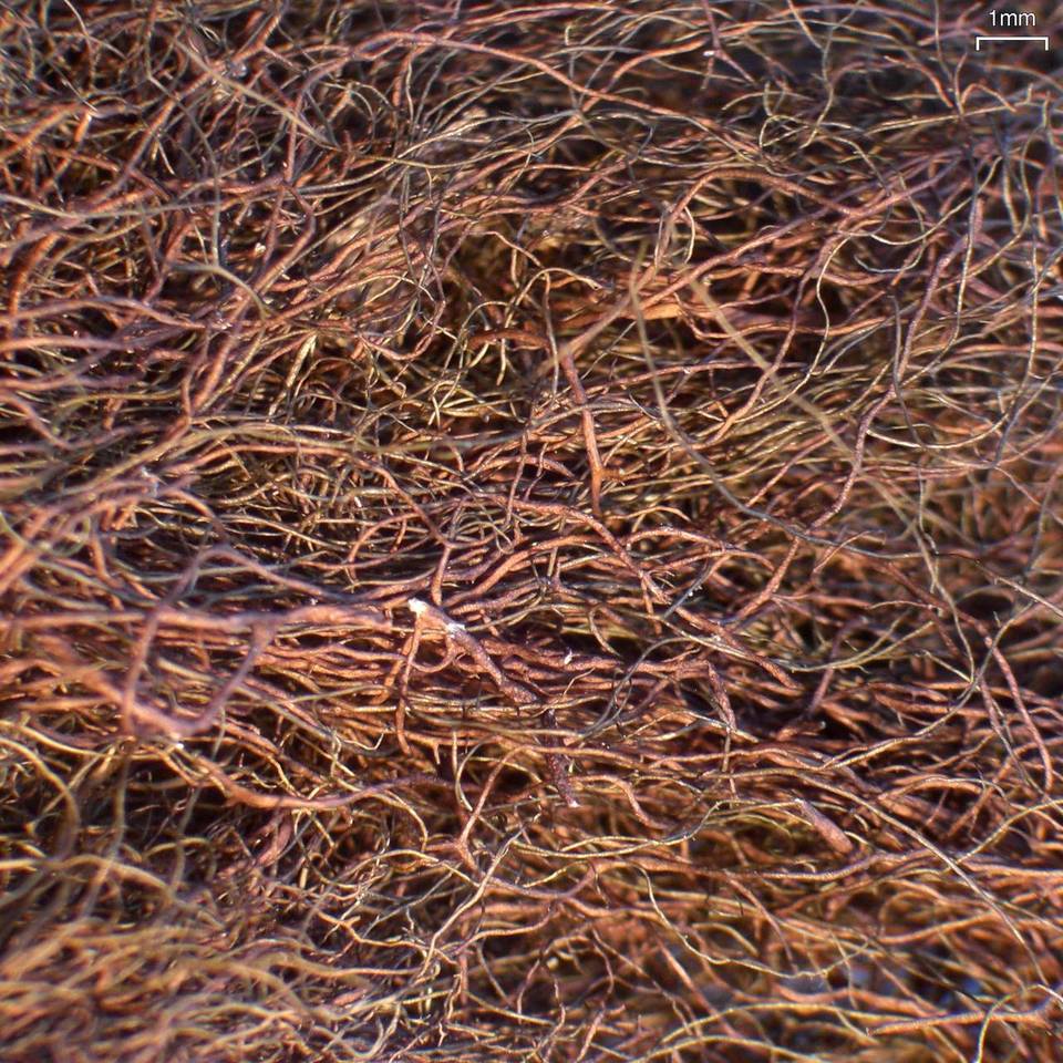 Nodobryoria oregana image