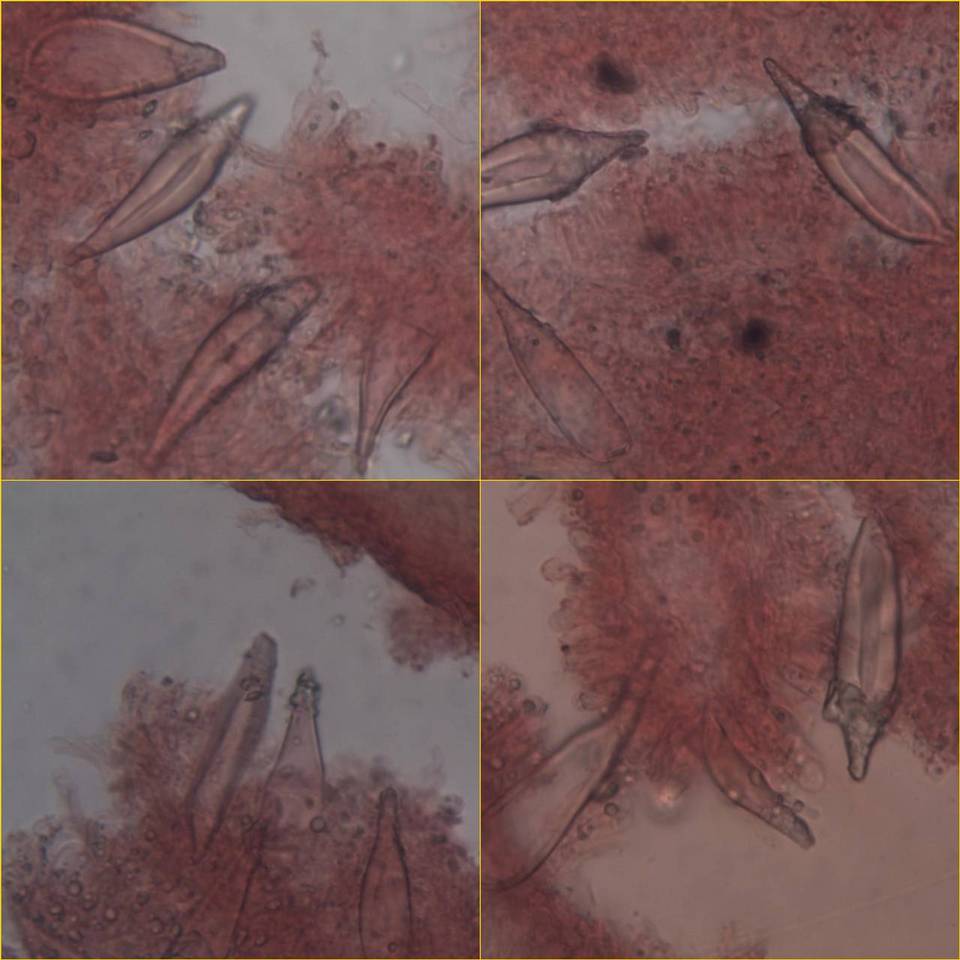 Hohenbuehelia atrocaerulea image