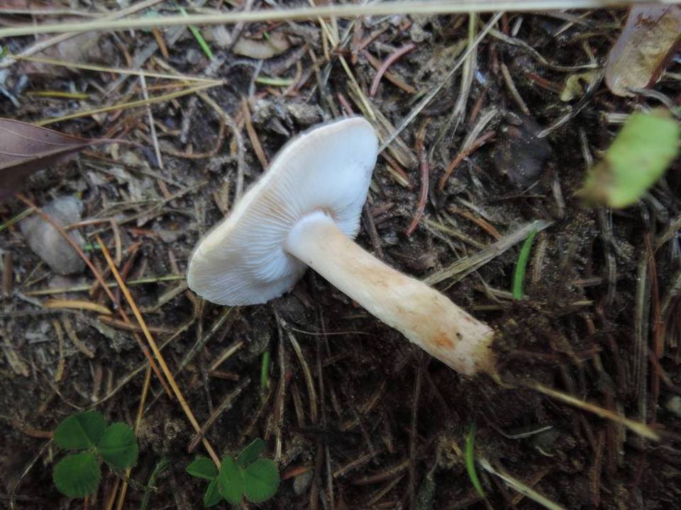 Lepiota josserandii image