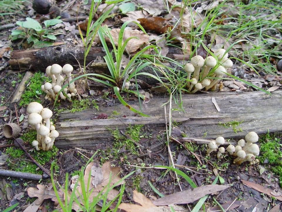 Pholiota gummosa image