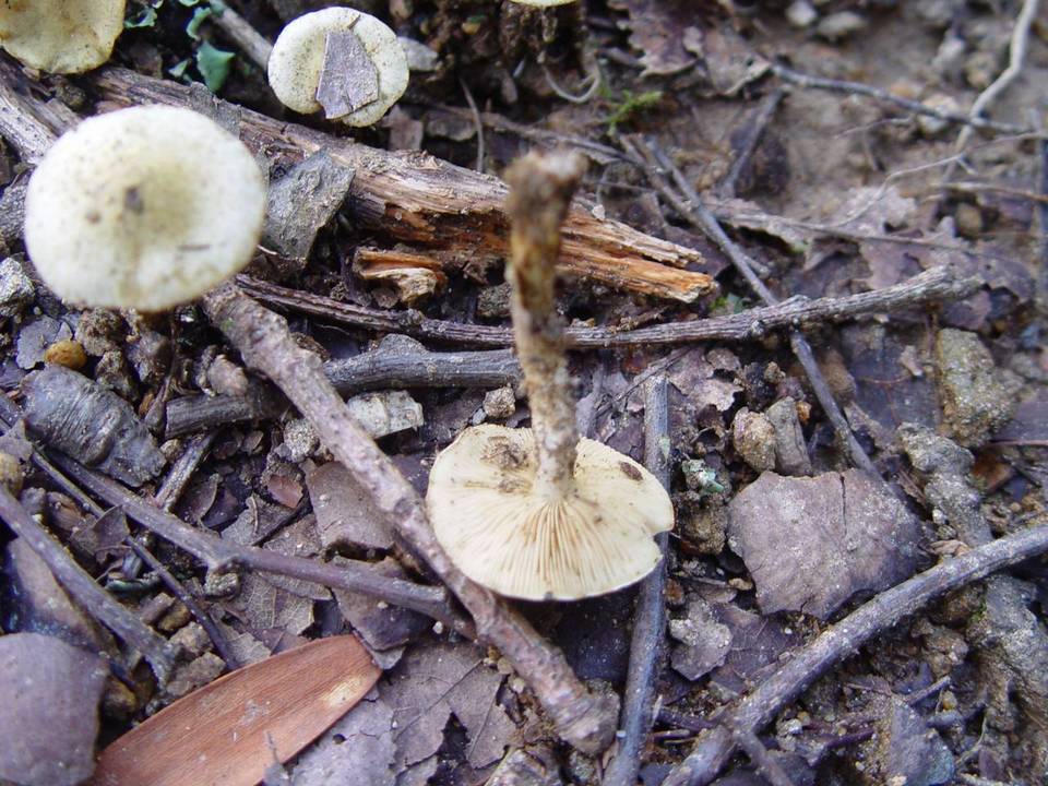 Pholiota gummosa image