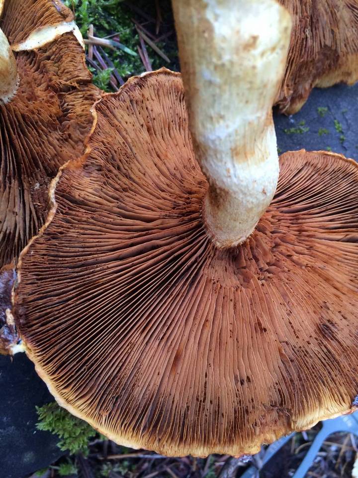 Gymnopilus magnus image