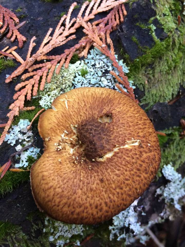 Gymnopilus parvisquamulosus image