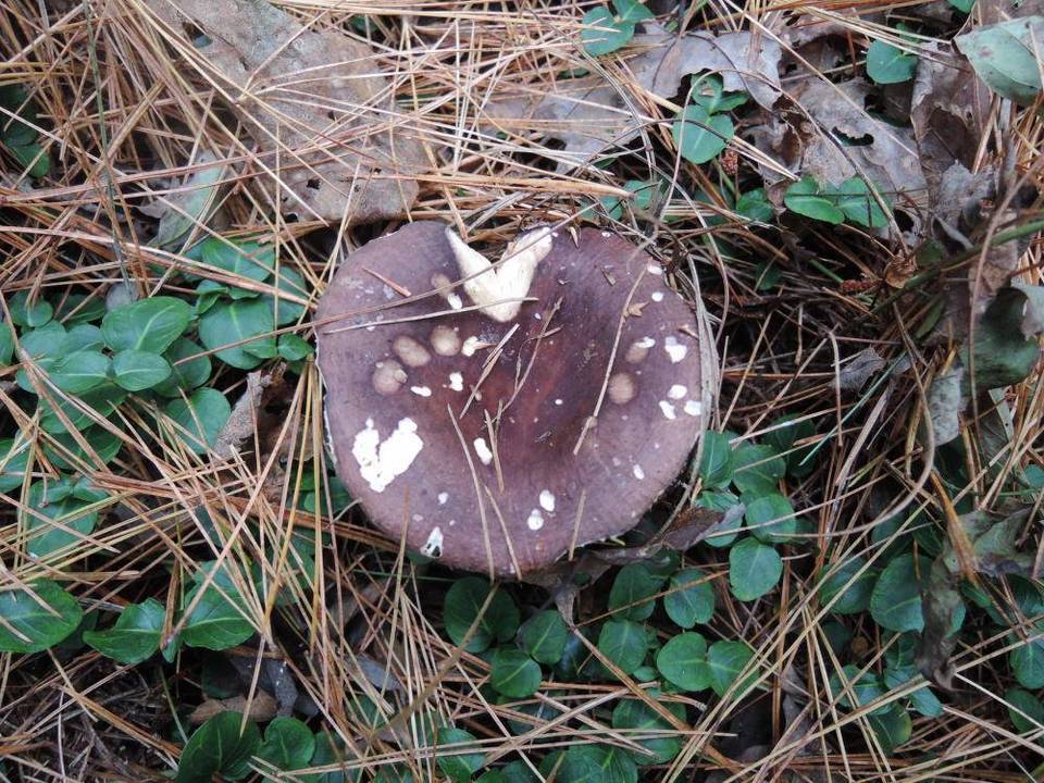 Russula amoenicolor image