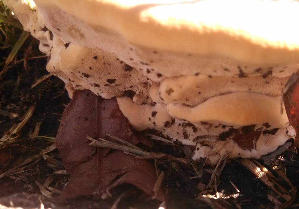 Ganoderma resinaceum image
