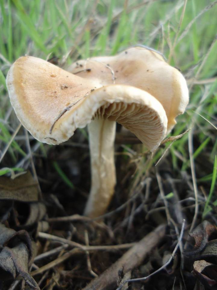 Hebeloma cistophilum image