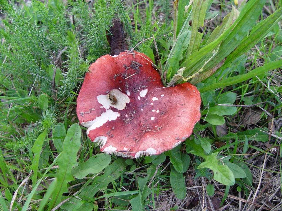 Russula nobilis image