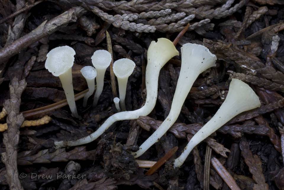 Clavicorona taxophila image