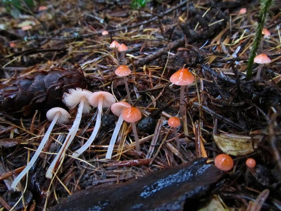 Mycena monticola image
