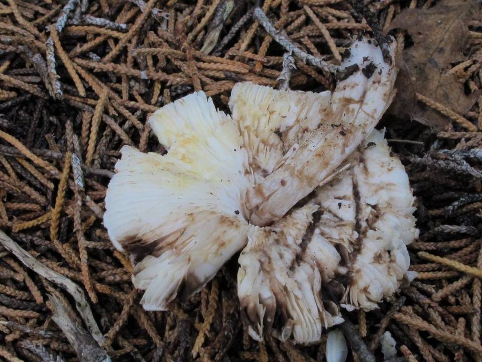 Leucoagaricus brunnescens image