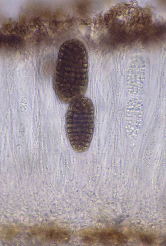 Ingvariella image