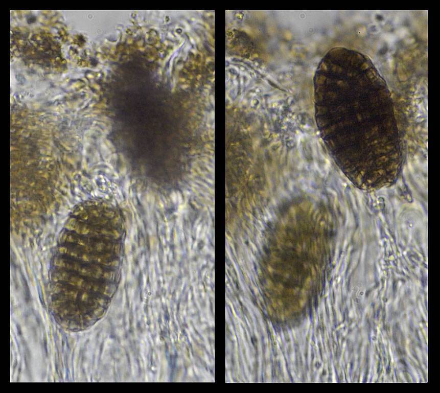 Ingvariella image