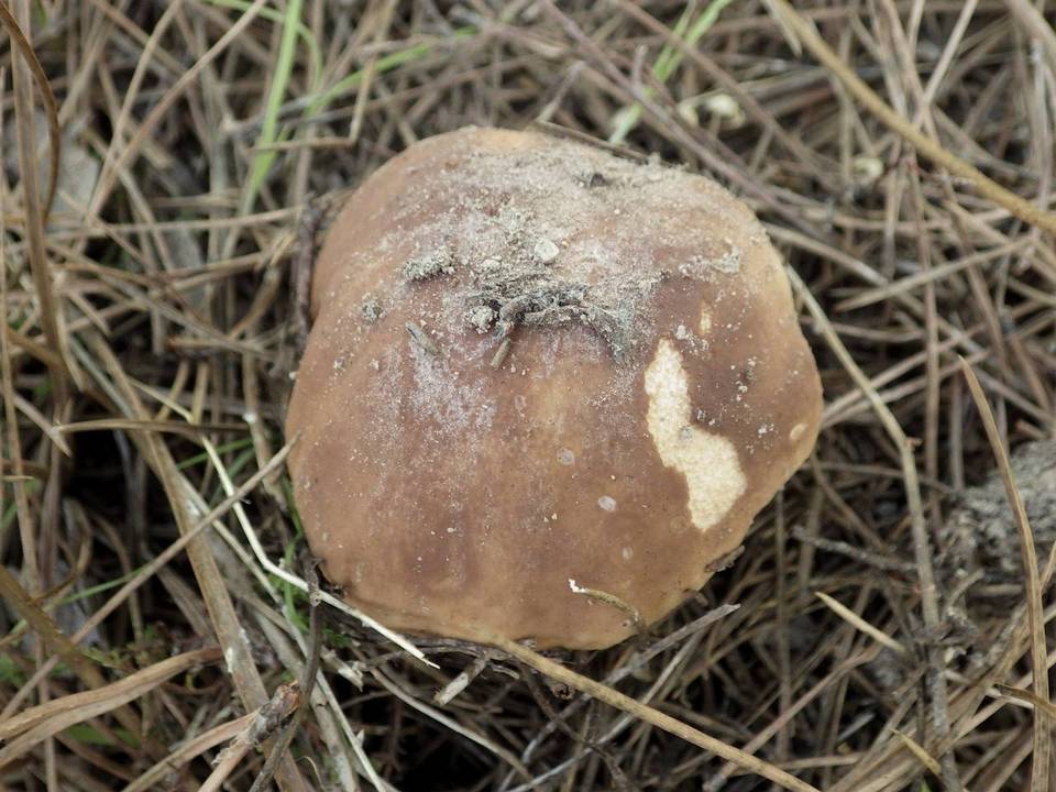 Boletus pinetorum image