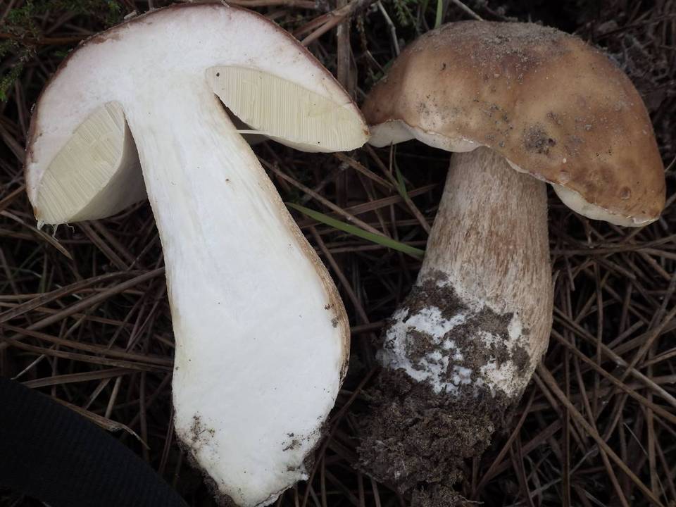 Boletus pinetorum image