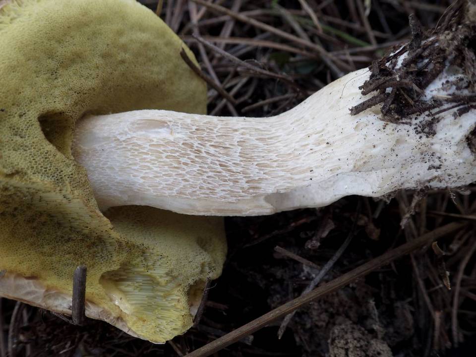 Boletus pinetorum image