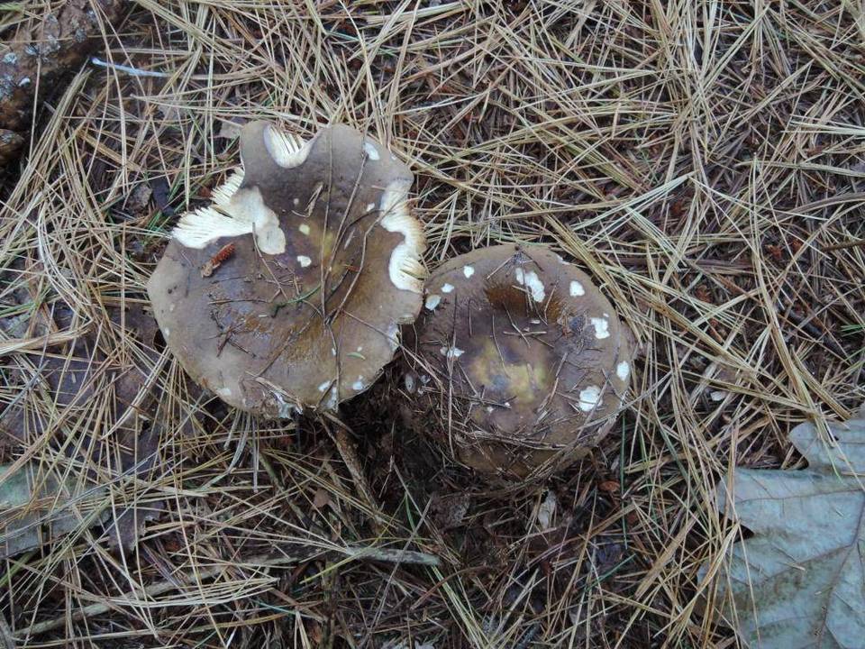 Russula smithii image