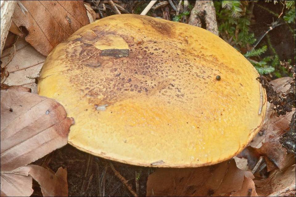 Cortinarius meinhardii image